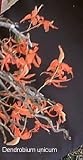 Dendrobium unicum 321
