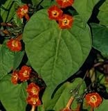 Sunspots Miniature Morning Glory Vine 100 Seeds - RARE