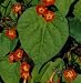 Sunspots Miniature Morning Glory Vine 100 Seeds - RARE - FREE SHIPPING ON ADDITIONAL HIRTS SEEDS