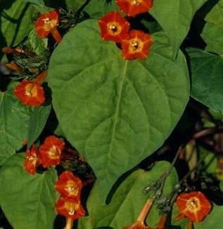 Kitchen: Sunspots Miniature Morning Glory Vine 100 Seeds   RARE