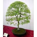 417O6CxPm2L. SL160  Chinese Pistachio Tree 10 Seeds   Grow Outdoors or as a Bonsai