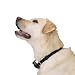 Intellipet Citronella Anti-Bark Dog Collar