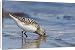 Canvas Prints of Sanderling - adult standing in shallow water on the edge of a sandy beach from Ardea Wildlife Pets
