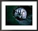 North American Badger (Melinae) in Captivity, Toronto Zoo, Toronto, Canada Framed Art...