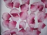 500 textile Rosenblätter, rosa, hochwertig