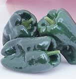 Mulato Isleno Pepper 20+ seeds $1.99
