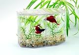 417PKBQ62PL. SL160  Buy Betta Fish Tank