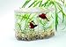 417PKBQ62PL. SL75  Buy Betta Fish Tank