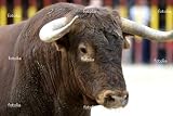 'Bull' Wall Decal - 36"W x 24"H Removable Graphic