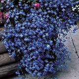 Lobelia Seeds - Lobelia Fountain Blue