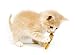 Kitten Playing with Clothes Pin - 24