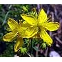 St. John's Wort Herb 200 Seeds - Organic Prozac