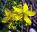 St. John's Wort Herb 200 Seeds - Organic Prozac