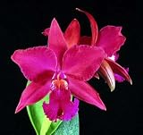 Slc. Ann Komine 'Breathless' AM/AOS(Bare root plant)