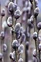 Salix caprea 'French Pussy' - Pussy Willow
