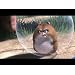 Product Video: Clip: Meet Rhino, pre