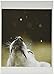 Nouvelles Images Holiday Boxed Note Card Set, In Like a Lion, Out like a Lamb (XDB 415)