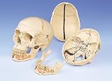 Anatomical Classic Skull w/ Opened Lower Jaw