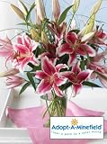 Adopt-A-Minefield Stargazer Lilies, Eco-Friendly - Certified Organic