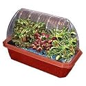 Fly Trap Fiends