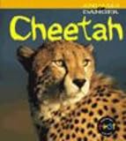 Cheetah  (Animals in Danger) (Animals in Danger)