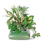 Contemporary Dish Garden