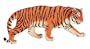 Vanishing Wildlife- Siberian Tiger Male