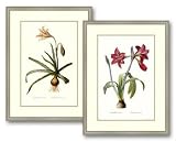 Amaryllis Brasiliensis by Georg Dionysius Ehret, 22x29