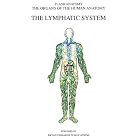The Lymphatic System (Organs of the Human Anatomy) (Systems of Human Anatomy) by  Thomas Braem
