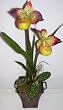 21" Pitcher Orchid Plant