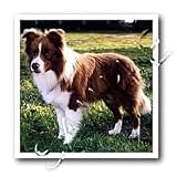Dogs Border Collie - Border Collie Tan and White - Iron on Heat Transfers