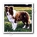 Dogs Border Collie - Border Collie Tan and White - Iron on Heat Transfers