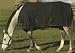 *NEW* TuffRider Horse Turnout Blanket 1200D