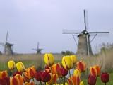Windmills and Tulips Along the Canal in Kinderdijk, Netherlands Photographic Poster Print by Keren Su, 18x24