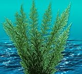 Aqua Fern Green Medium 6" Aquarium Plant