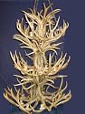 18 Lite Triple Tier Mule Deer Chandelier