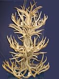 18 Lite Triple Tier Mule Deer Chandelier