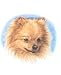 Pomeranian - Portrait by Cindy Farmer