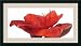 Amaryllis Red Lion Framed Print by Plisson Framed
