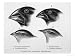 Finches from the Galapagos Islands Observed by Darwin Giclee Poster Print by R.t. Pritchett, 24x18