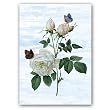 Rosa Indica Combo 1 - 5"x 7" Vellum Overlay Greeting Card