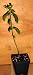 Stevia Plants; 3 Plants; 4 inch Pots; Includes Book on Using Leaves as Sugar Substitute