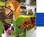 Gentle Leader Head Collar - Large - Blue