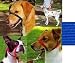 Pet Supplies : Gentle Leader Head Collar - Medium - Blue