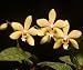 Phalaenopsis Manniphil = Phal mannii var flavum x Phal philippinensis