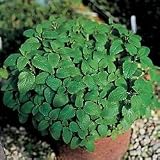 Herb Seeds - Spearmint Herb Seeds