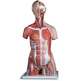 Nasco Deluxe Dual-sex Muscle Torso W/ Opened Neck And Back