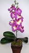 Silk Phaleonopsis Orchid (purple) in Dark Wood