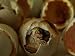 An Attwaters Prairie-Chicken Hatches from its Shell Artists Photographic Poster Print, 18x24