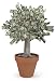 Money Tree in Flower Pot - 60